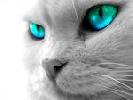 J�vedelmez� otthoni munkalehet�s�g